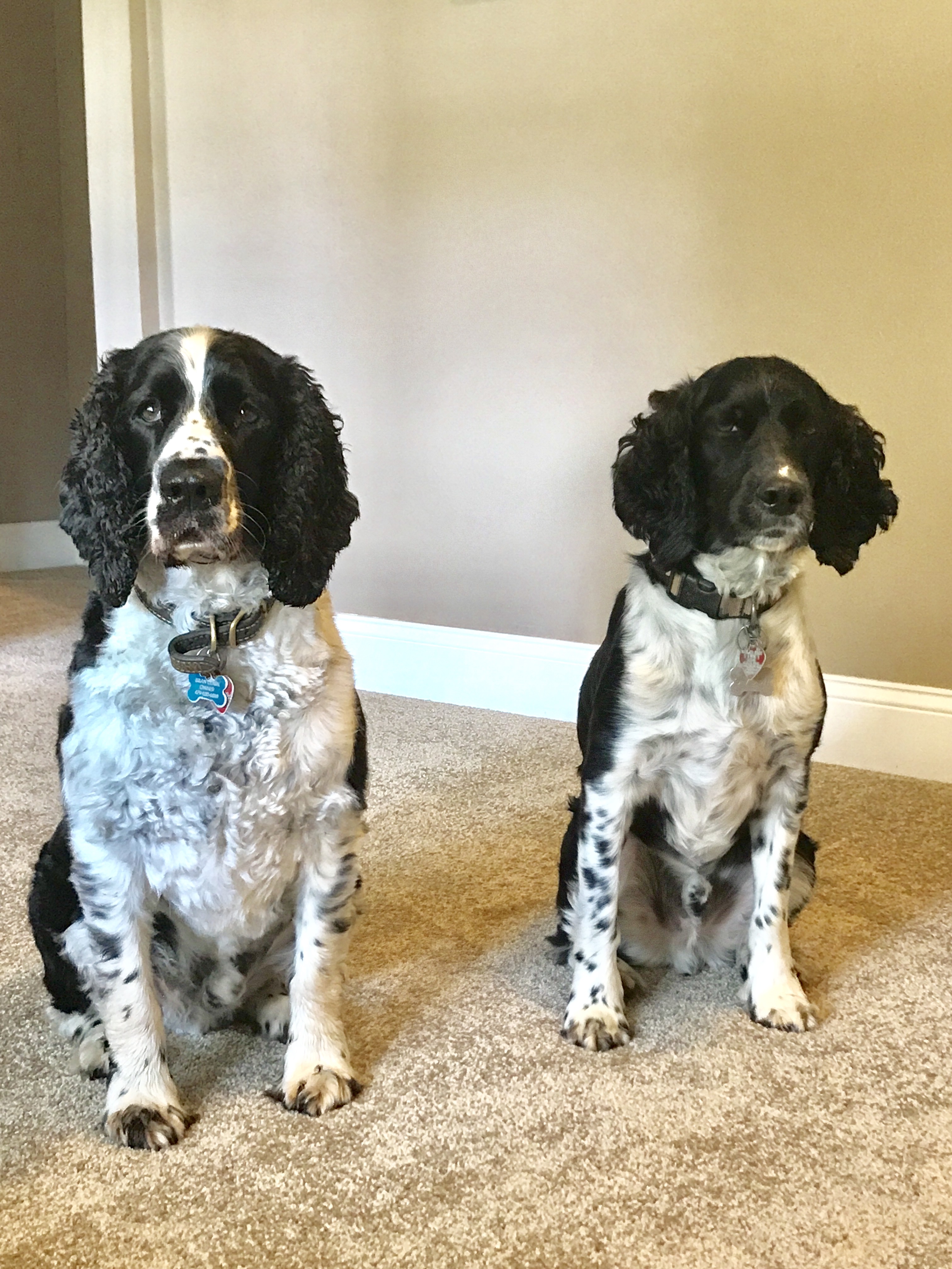 Fayetteville Pet Friendly Rentals: What Pet Owners Need to Know Before They Apply